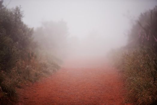 The path to...Scenic shot of a running trail on a misty morning.