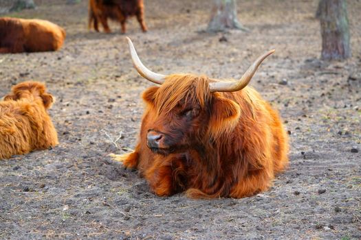 Highlands Cow, long furred or haired, ginger coloured Scottish Highland cattle on the hill
