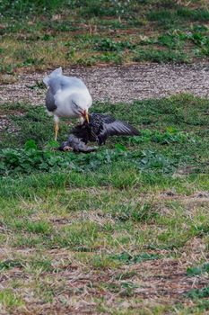 Seagull with bloody beak eats a dead bird on a park.