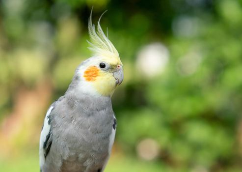 Cockatiel parrot in the garden.  Bird for pets