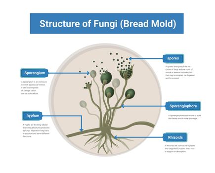 Structure of Rhizopus mold,  bread mold, black fungus, illustration. 