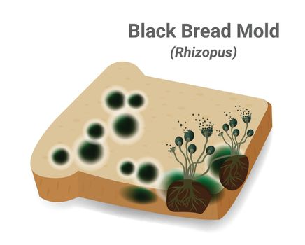 Close-up illustration of bread mold, black fungus occur on bread plates. Rhizopus Stolonifer (mold)