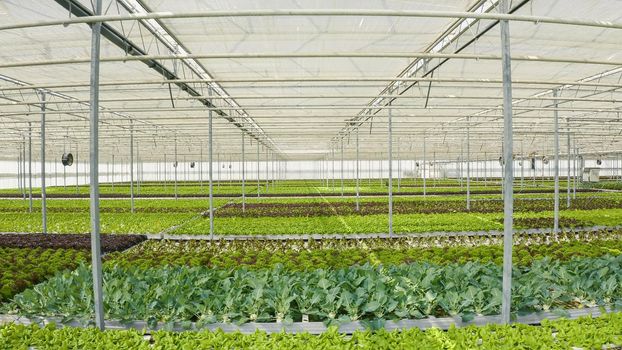 Healthy food and and bio vegetables being grown organically in hydroponic enviroment