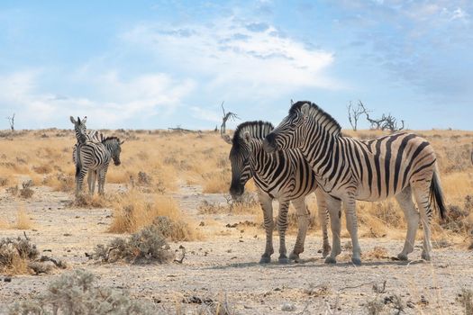 Burchell's zebras in Namibia