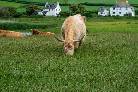Highland cattle grazing on grass