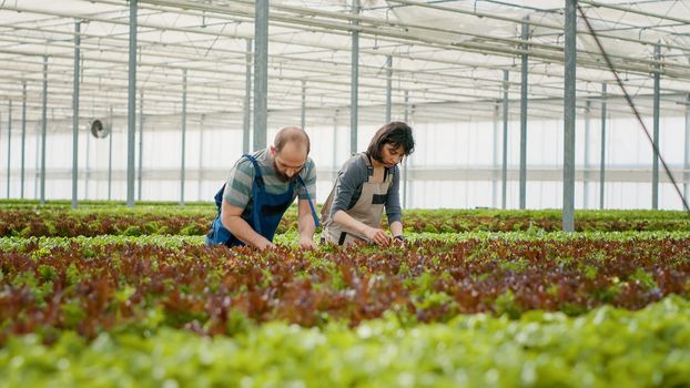 Man and woman working and caring for different lettuce crops in hydroponic enviroment
