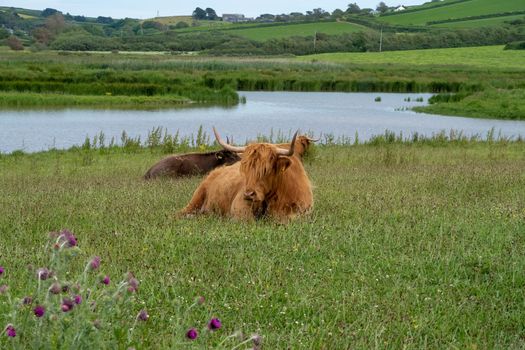 Highland cattle lying down in a field