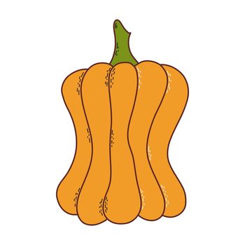 Cute pumpkin. Thanksgiving and halloween element. Vector illustration in hand drawn style