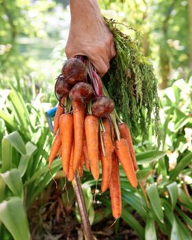 Carrots Not just for donkeys. A mature person holding fresh carrots and beets in his hand.