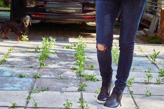 Woman legs in torn jeans in a yard overgrown with weeds and a dachshund dog