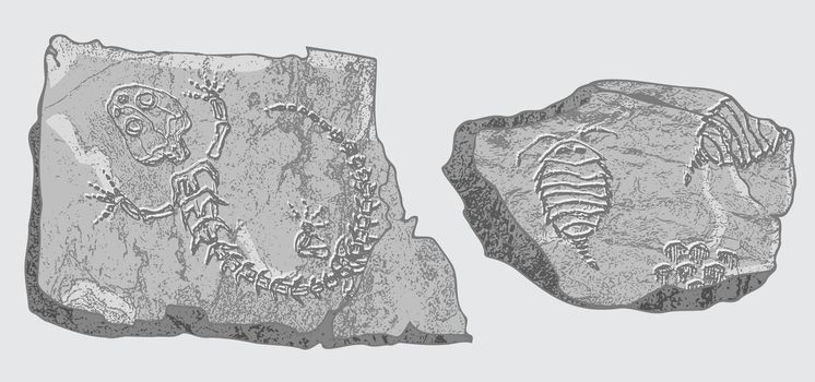 Stone with imprints of skeletons of prehistoric animals, insects and plants. Gray archeology, crack rocks fragments , debris boulders. Set of realistic hand drawn art. Vector illustration