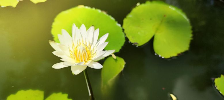 Sunlight shines on the beautiful lotus flowers