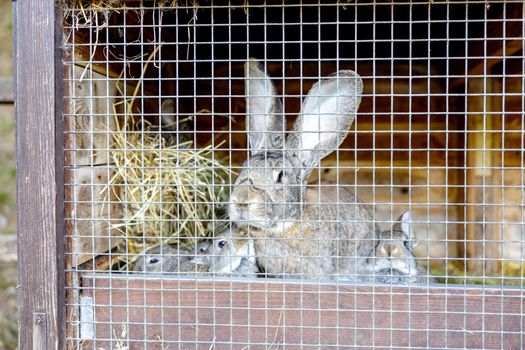 Cute rabbits on animal farm in rabbit-hutch. Bunny in cage on natural eco farm. Animal livestock and ecological farming.