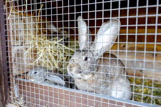 Cute rabbits on animal farm in rabbit-hutch. Bunny in cage on natural eco farm. Animal livestock and ecological farming.