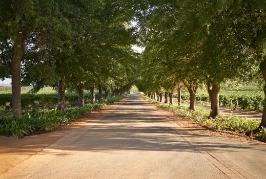 Take a drive through the wine route. A dirt road besides a vineyard on a farm.