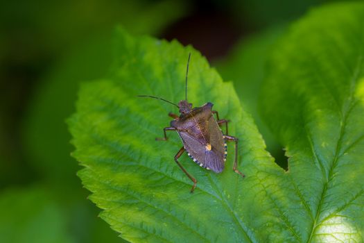 Forest Bug or Red-Legged Shieldbug