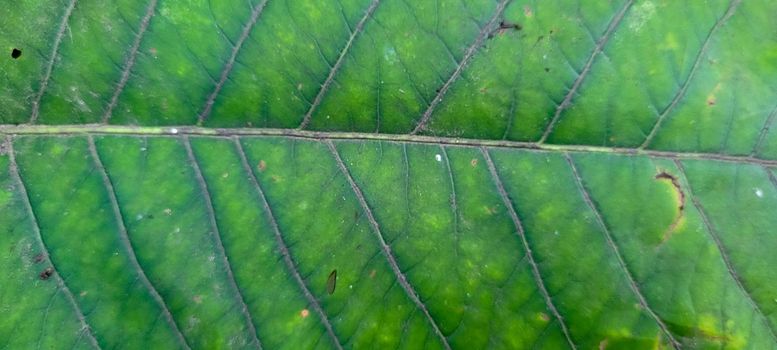 abstract tropical green leaf with texture