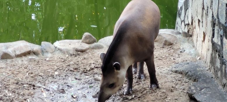 Brazilian tapir in zoo in tropical lagoon