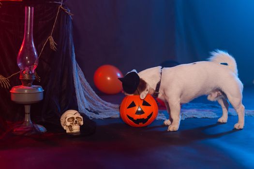 Halloween celebration concept. Funny dog eating from halloween pumpkin