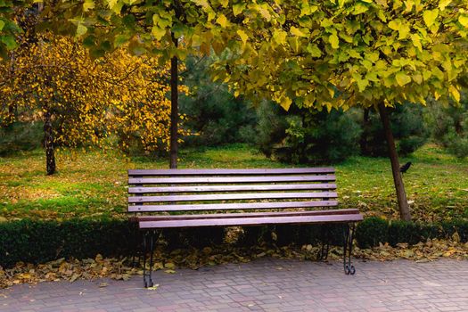 Wooden bench in the city park in autumn