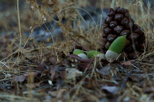 green acorns on a pine cone in the forest