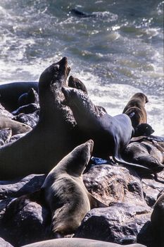 cape fur seal