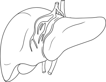Anatomical human liver vector line icon. Hand drawn internal