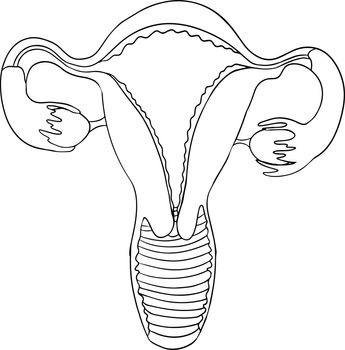 Anatomical human uterus vector line icon. Hand drawn internal