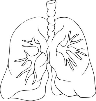 Anatomical human lungs vector line icon. Hand drawn internal