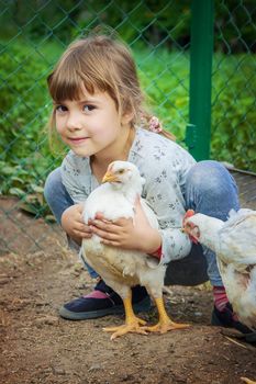 Bio chickens on a home farm a children.