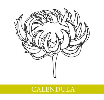 Calendula flower. Medicinal plants. Marigold vector illustration