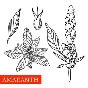 amaranth plant. Vector botanical illustration. Amaranth. Medical plants.