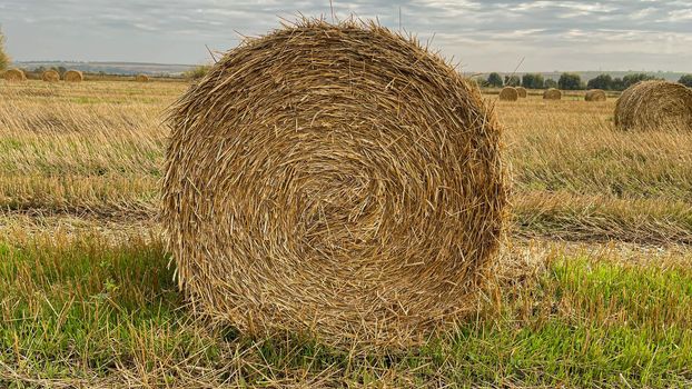 large rolls of straw in the field