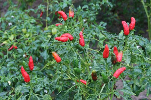 red colored chili on tree