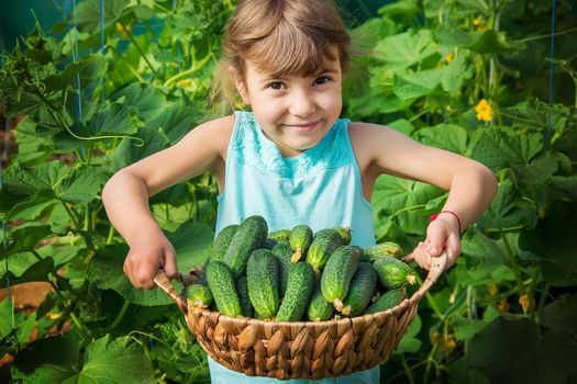 homemade cucumber cultivation and harvest in the hands