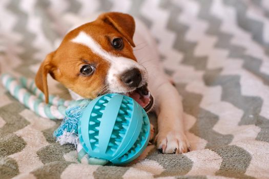 Little Jack Russell Terrier puppy playing with toy
