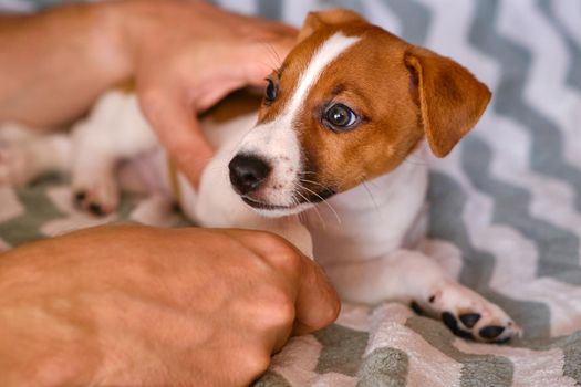 A beautiful and cute puppy of Jack Russell