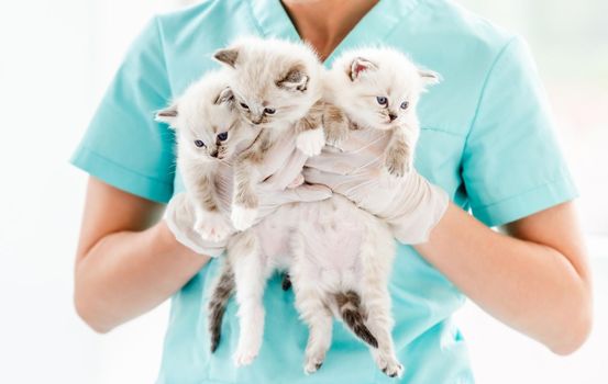 Ragdoll kittens at veterinerian clinic