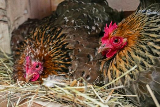 hens hatching eggs and resting