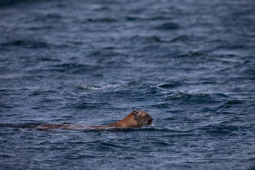 Side view of a cougar or mountain lion found swimming across a channel in British Columbia waters