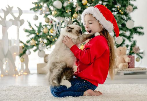 Child with ragdoll cat in Christmas time