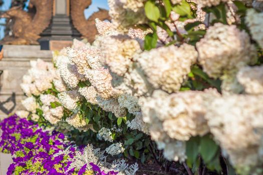 Hydrangea in the garden in a flowerbed under the open sky. Lush delightful huge inflorescence of white and pink hydrangeas in the garden