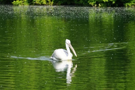 white Pelican floating on the green water surface
