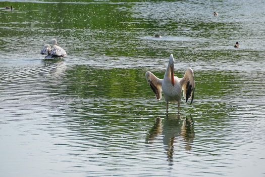 white pelicans on the water surface
