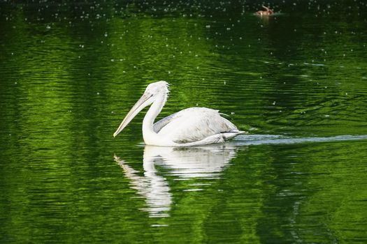 white Pelican floating on the green water surface