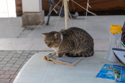 A tabby cat on a table with guidebooks and a loudspeaker.