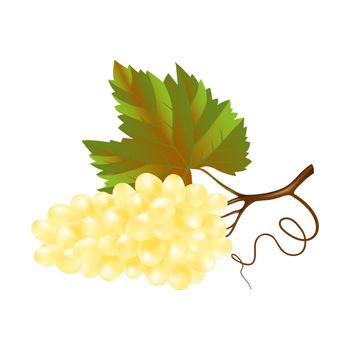 bunch of wine white grapes with a leaf