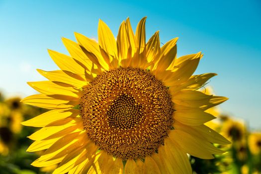 Half of a sunflower flower against a blue sky. The sun shines through the yellow petals. Agricultural cultivation of sunflower for cooking oil.