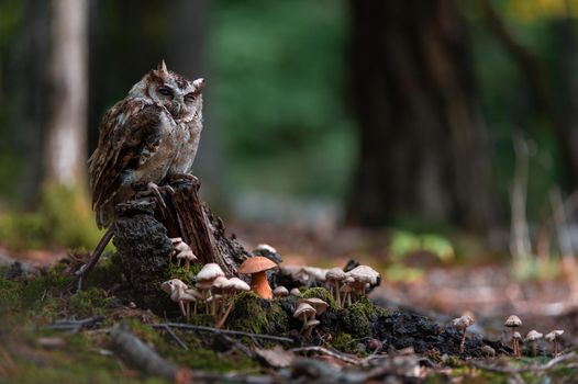 Indian scops owl - Otus bakkamoena at forest