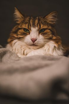Portrait of rude cat. High quality photo
